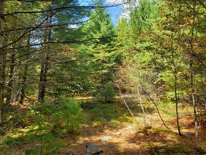 ny hunting land for sale in diana ny