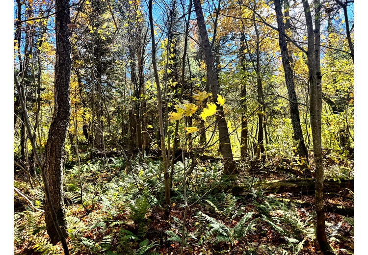Tug Hill NY land for sale