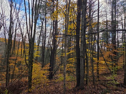 land for sale NY
