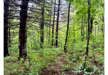 Finger Lakes NY land for sale