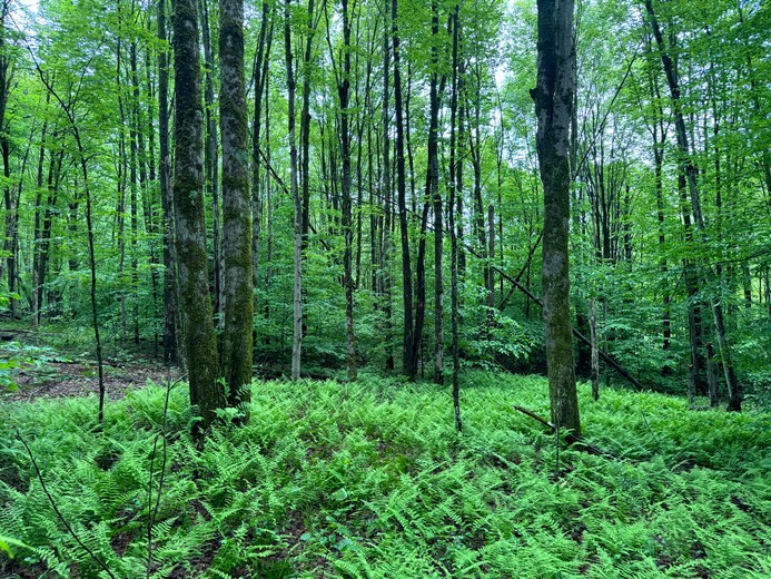 NY Southern Tier land for sale