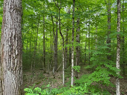 Adirondack land for sale
