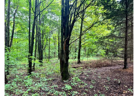 Finger Lakes NY land for sale