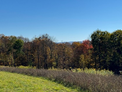 NY Southern tier NY hunting land for sale