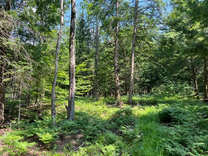 Adirondack area land for sale