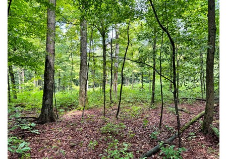 Finger Lakes area NY land for sale