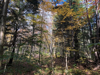 NY land for sale in Redfield NY