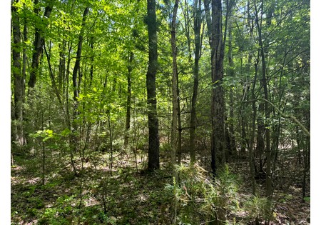 Northern NY land for sale