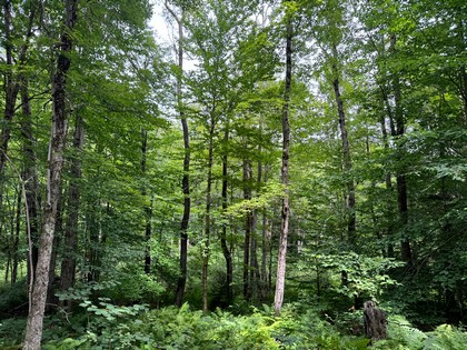 Tug Hill NY land for sale