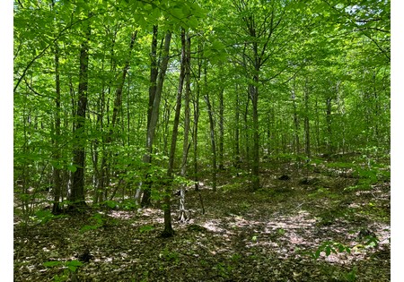 Adirondack land for sale