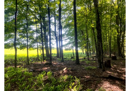 NY Southern Tier hunting land for sale
