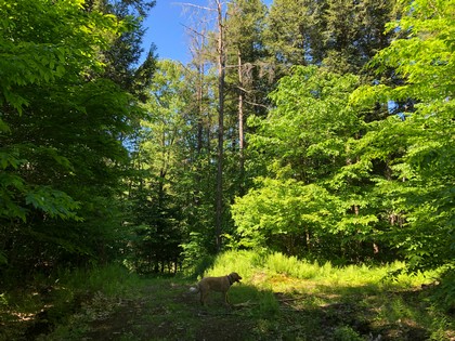 NY hunting land for sale - Camden NY