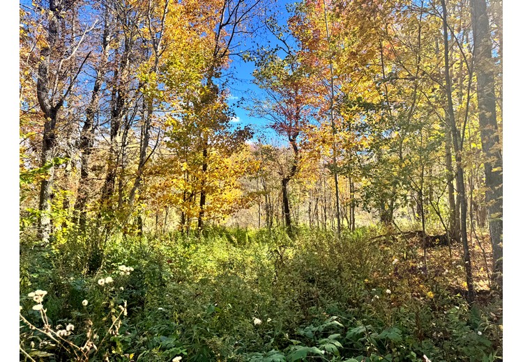 Tug Hill NY land for sale