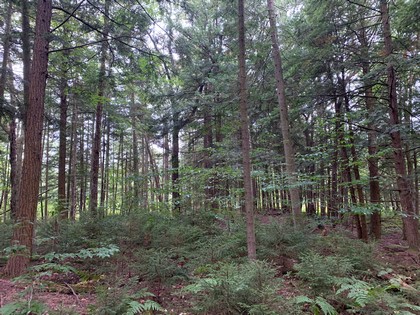 NY hunting land for sale in Steuben NY