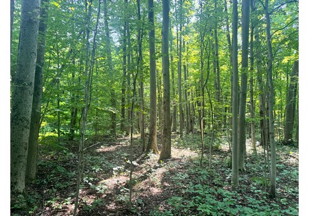 NY Salmon River area land sale