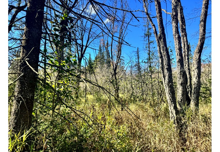 Tug Hill NY land for sale