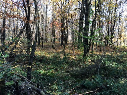 NY camp for sale in Lewis NY