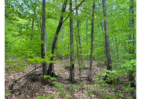 Adirondack land for sale