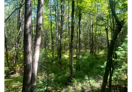 NY hunting land for sale