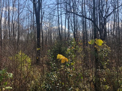 NY hunting land for sale Pharsalia NY