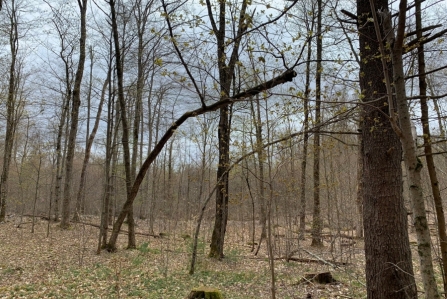 hunting land for sale in vienna ny stone barn state forest from land and camps