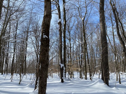 NY hunting and snowmobiling land for sale Orwell NY