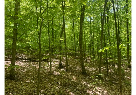 Adirondack land for sale