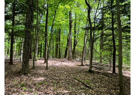 NY hunting land for sale