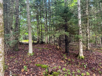 NY Adirondack land for sale