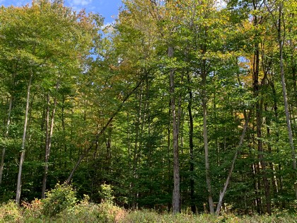 NY land for sale near Oneida Lake NY