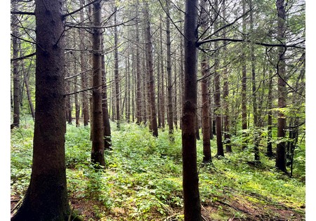 Finger Lakes NY land for sale