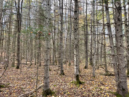 NY land for snowmobiling - for sale