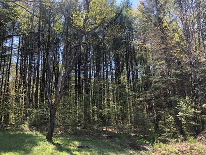 Western Adirondacks - NY camp for sale on 10 acres