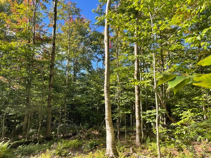 NY land for sale in Lewis NY