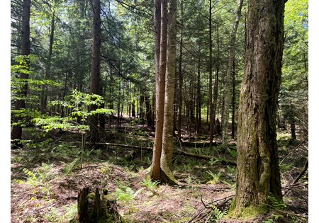 Oneida Lake NY area land for sale