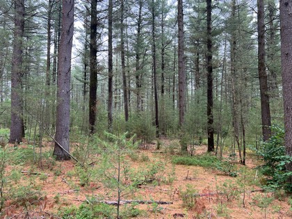 NY snowmobiling land for sale, land and snowmobile camps, ny properties, christmas associates