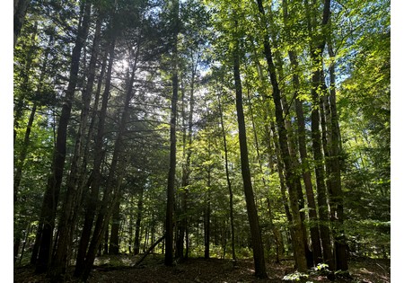 NY land for sale near Salmon River