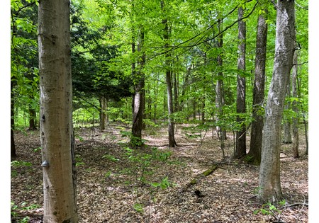 NY hunting land for sale
