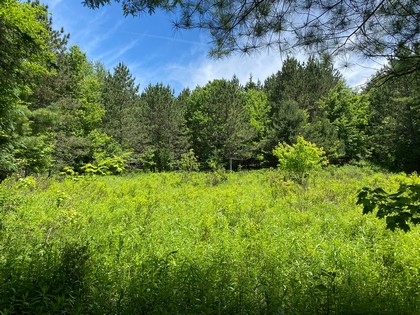 Southern Tier Hunting land NY