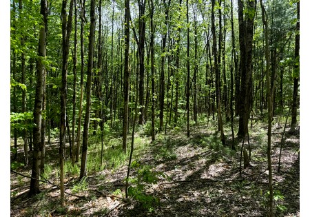 Upstate NY Land for sale 