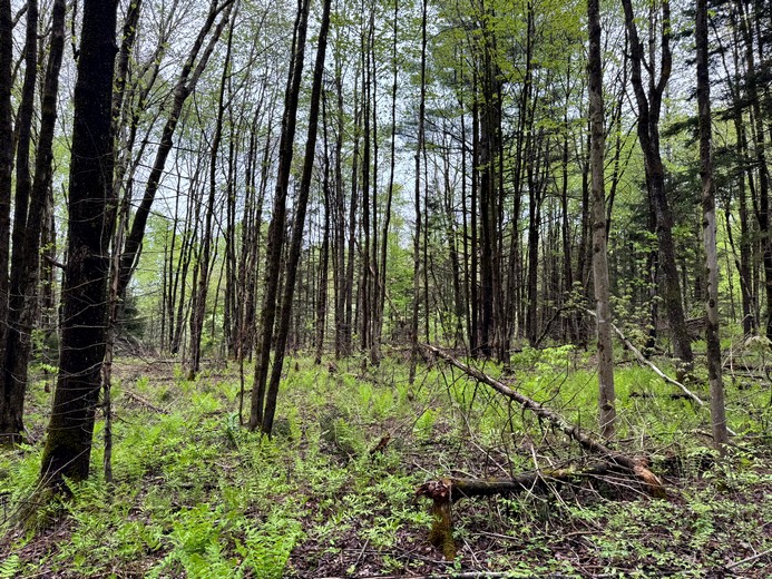 NY land for sale Tug Hill