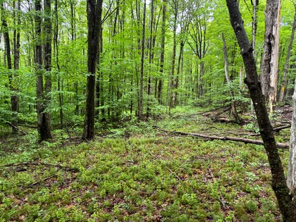 NY hunting land for sale