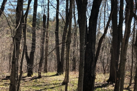 hunting land for sale in williamstown ny bartley acres from land and camps