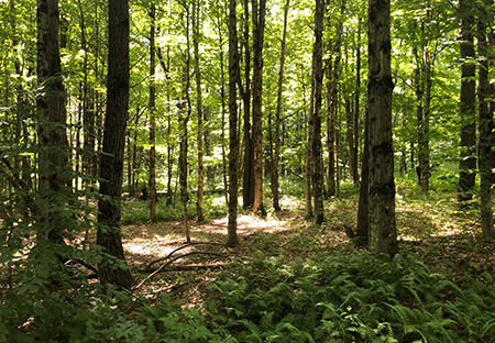 Hunting Land For Sale NY State From Land And Camps