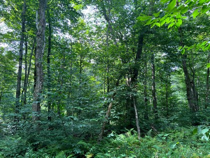 NY snowmobiling land for sale, land and snowmobile camps, ny properties, christmas associates