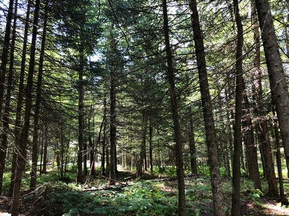 Adirondack land for sale Forestport NY