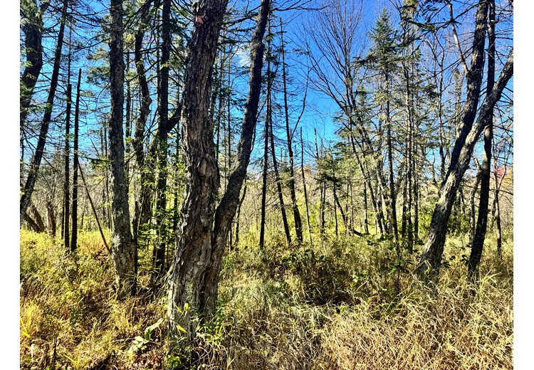 Tug Hill NY land for sale