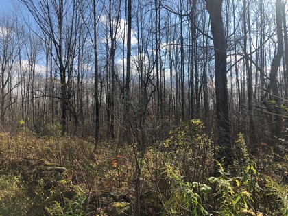 NY land for sale Pharsalia NY