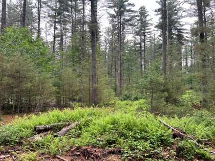 NY snowmobiling land for sale, land and snowmobile camps, ny properties, christmas associates