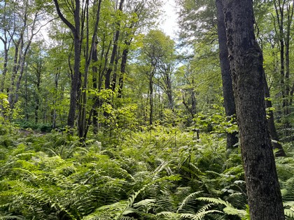 NY land for sale Tug Hill